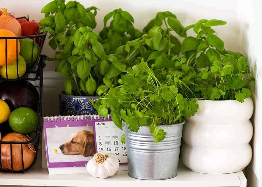 Herbs in pots