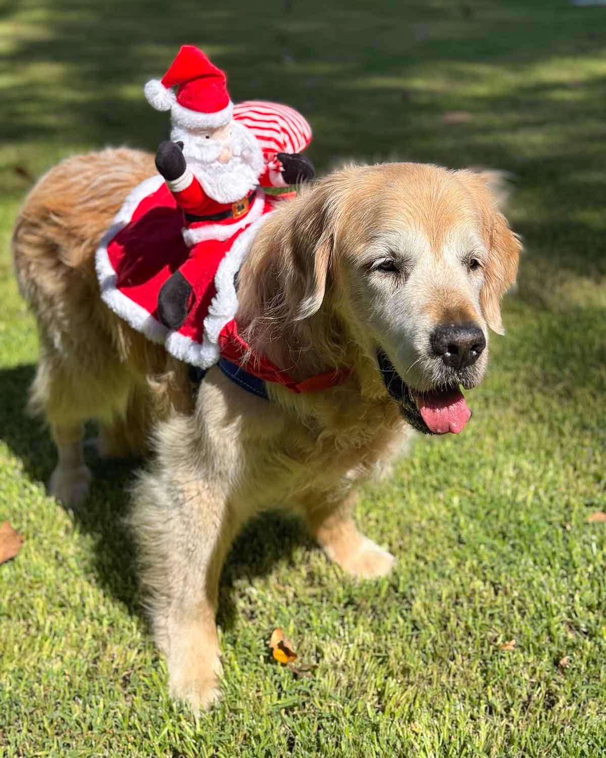 Dozer Santa on back